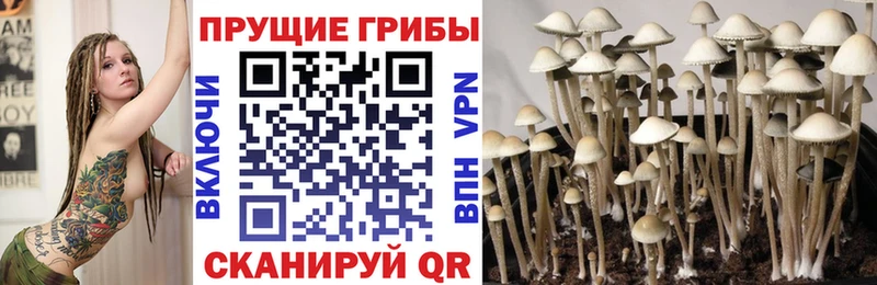 Псилоцибиновые грибы Cubensis купить наркотик Тарко-Сале